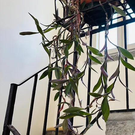 Casa Amata Apartamento *